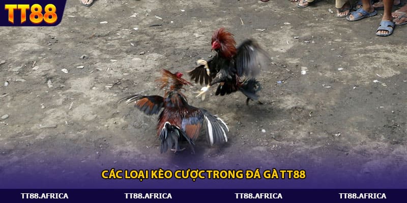 Các loại kèo cược trong đá gà TT88