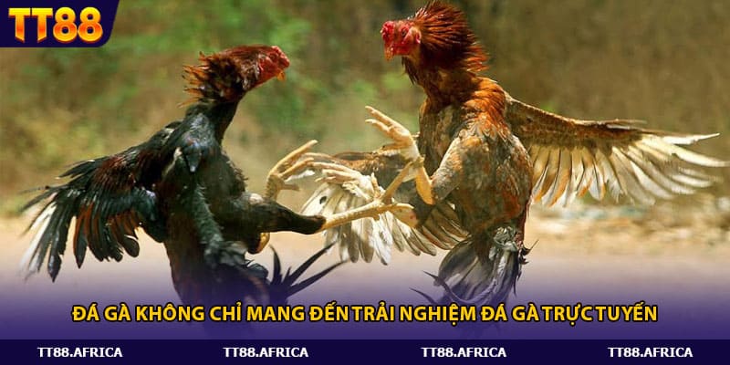 Đá gà không chỉ mang đến trải nghiệm đá gà trực tuyến