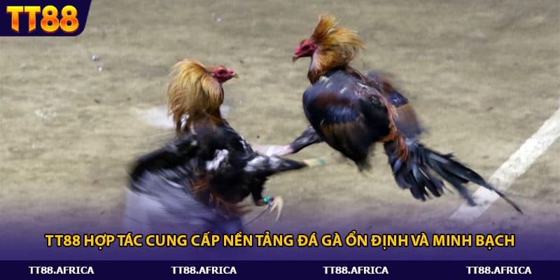 Tt88 hợp tác cung cấp nền tảng đá gà ổn định và minh bạch